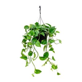 EPIPREMNUM HANGING