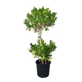 Ficus Panda 2 heads