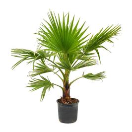 Washingtonia