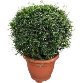 Ehretia Microphylla