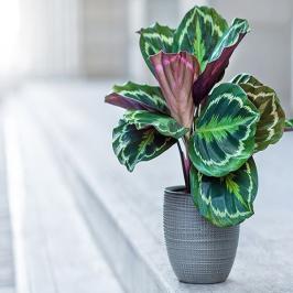 CALATHEA ROSEAPICTA