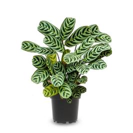 CALATHEA MAKOYANA SMALL