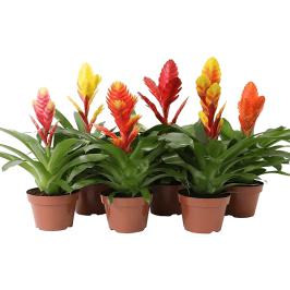 Vriesea