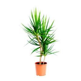 DRACAENA MARGINATTA 1PP