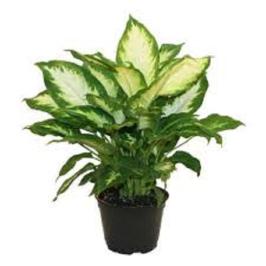 DIEFFANBACHIA CAMILA