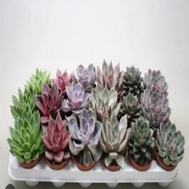 ECHEVERIA MIX 10.5 pot