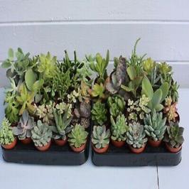 ECHEVERIA MIX 5.5 pot