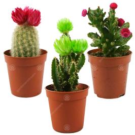 CACTUS 5.5CM POT
