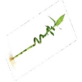 LUCKY BAMBOO SPIRAL 80CM