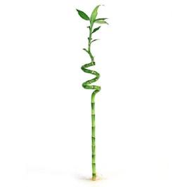 LUCKY BAMBOO SPIRAL 100CM