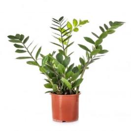 ZAMIOCULCAS ZAMIFOLIA 70cm