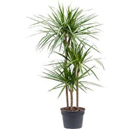 DRACAENA MARGINATTA 3PP 150CM H