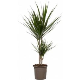 DRACAENA MARGINATTA 3PP 100CM H
