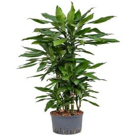 DRACAENA JANET CRAIG 100CM H