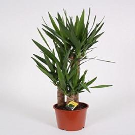 YUCCA 3PP