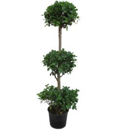FICUS PANDA 3 HEADS