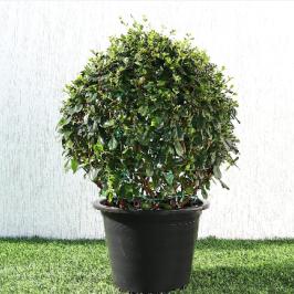 EHRETIA MICROPHYLLA BALL SHAPE 50CM