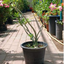 ADENIUM