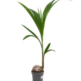 COCONUT PALM