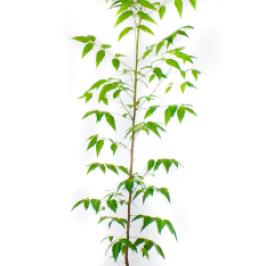 NEEM TREE