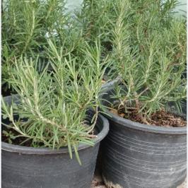 ROSEMARY