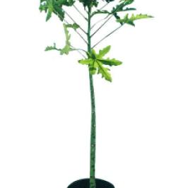 PAPAYA 60CM