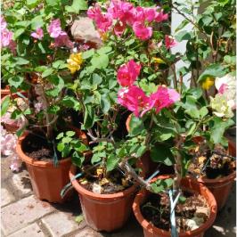BOUGAINVILLEA 60CM