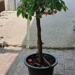 BOUGAINVILLEA