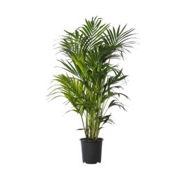 Howea forsteriana 150cm
