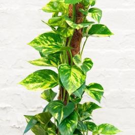 EPIPREMNUM MOSSTICK 80CM