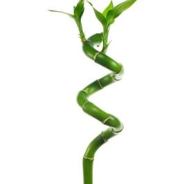 LUCKY BAMBOO SPIRAL 80CM