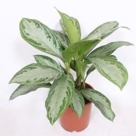 Aglaonema Silverbay
