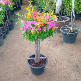 BOUGAINVILLEA UMBRELLA