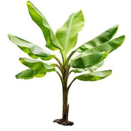 BANANA TREE