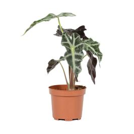 Alocasia polly