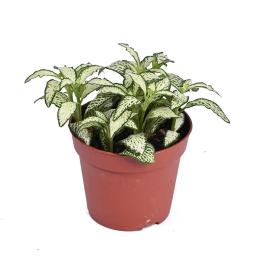 Fittonia Green -small
