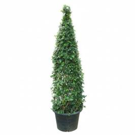 Ehretia Cone Shape 150cm