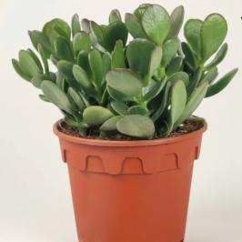 Crasula Ovata 30cm
